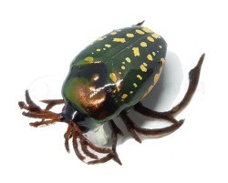Воблеры Chafer37 Майский жук Воблеры Chafer37 Майский жук