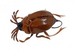 Chafer37 Воблер Chafer37 Майский жук уменьшенный SG-05-K