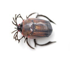 Chafer37 Воблер Chafer37 Майский жук BG-22-L+SH шумовая 30