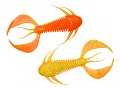 Megabass Rock Hog 3" orange back chart