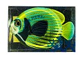 Stream Trail Fish Measurement Tape EMPEROR ANGELFISH