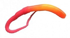 Fresh Lures Мягкие приманки Fresh Lures Flip Worm 3.1" cheese #404