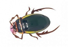 Chafer37 Воблер Chafer37 Плавунец уменьшенный PLY-12-L 38