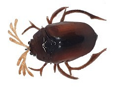 Chafer37 Воблер Chafer37 Майский жук BG-30-L+SH шумовая 86