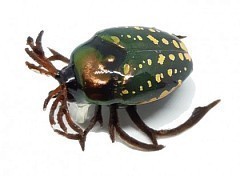 Chafer37 Воблер Chafer37 Майский жук BG-08-L