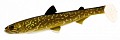 Westin HypoTeez ST 11.5cm Natural Pike
