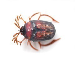 Chafer37 Воблер Chafer37 Майский жук BG-00-L+SH шумовая 41