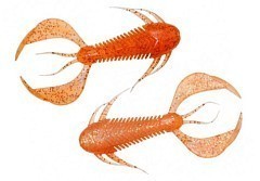 Megabass Мягкие приманки Megabass Rock Hog 3" clear orange/rainbow flake