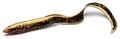 Savage Gear LB Real Eel 15cm Lamprey PHP 63776-001