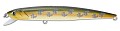FishyCat Tigercub 205F #X08