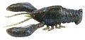 Megabass Sleeper Craw greenpumpkin blue