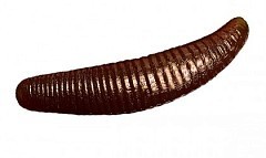 Jara Baits Мягкие приманки Jara Baits Bruchi 30 Сыр #04