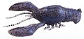 Megabass Sleeper Craw natural pro blue